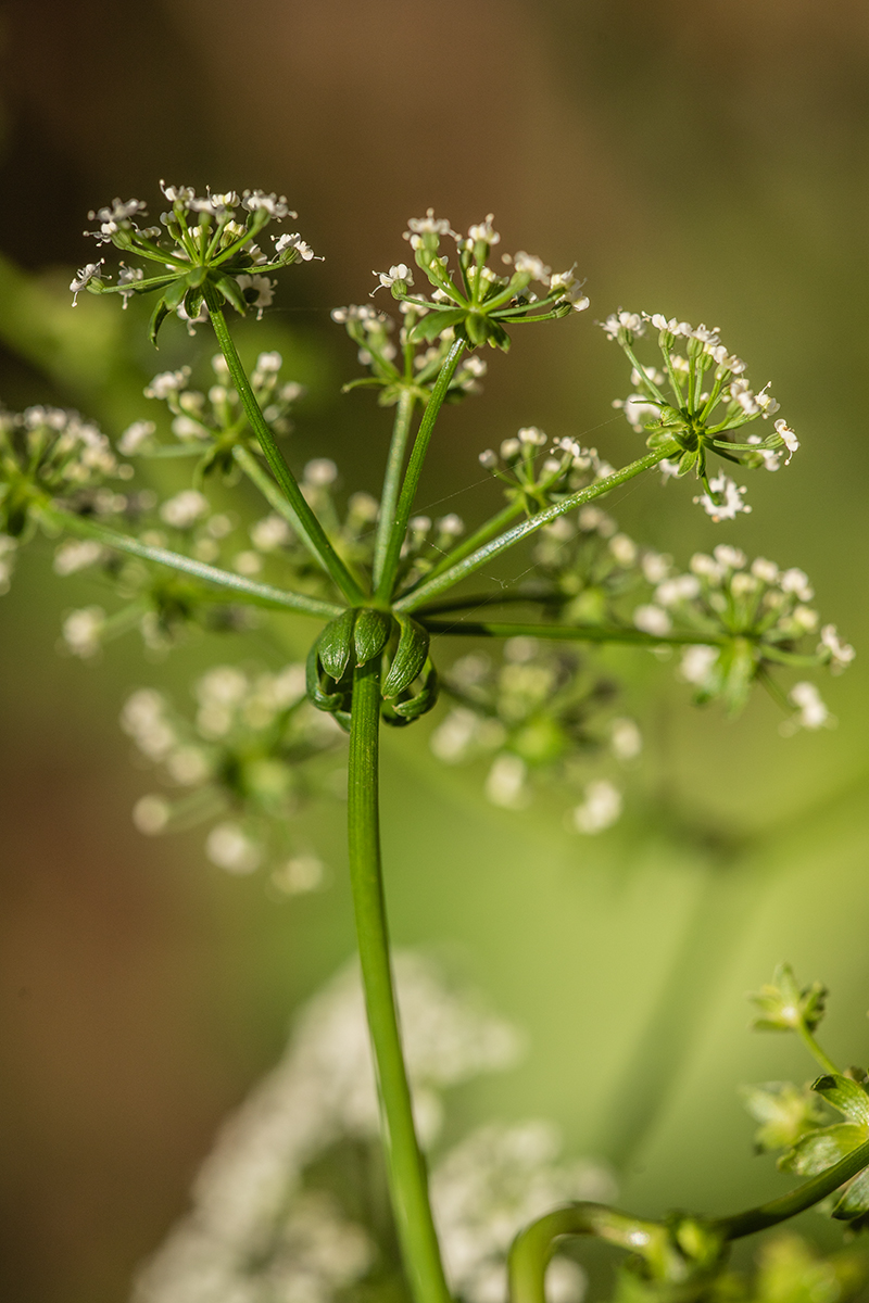 Изображение особи Berula erecta.