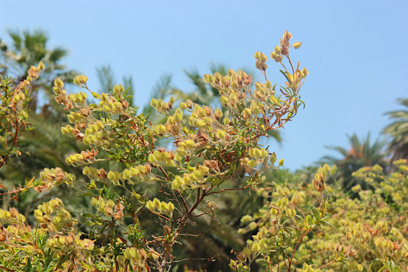 Image of Cistus monspeliensis specimen.
