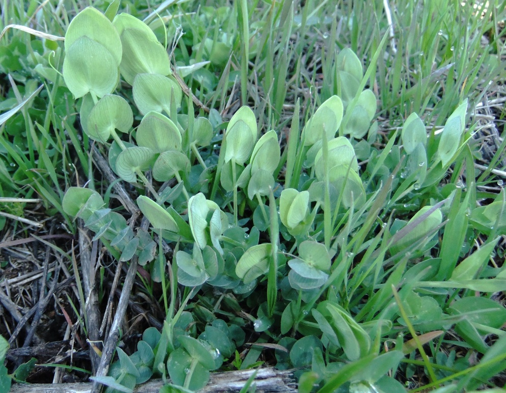 Изображение особи Lathyrus aphaca.