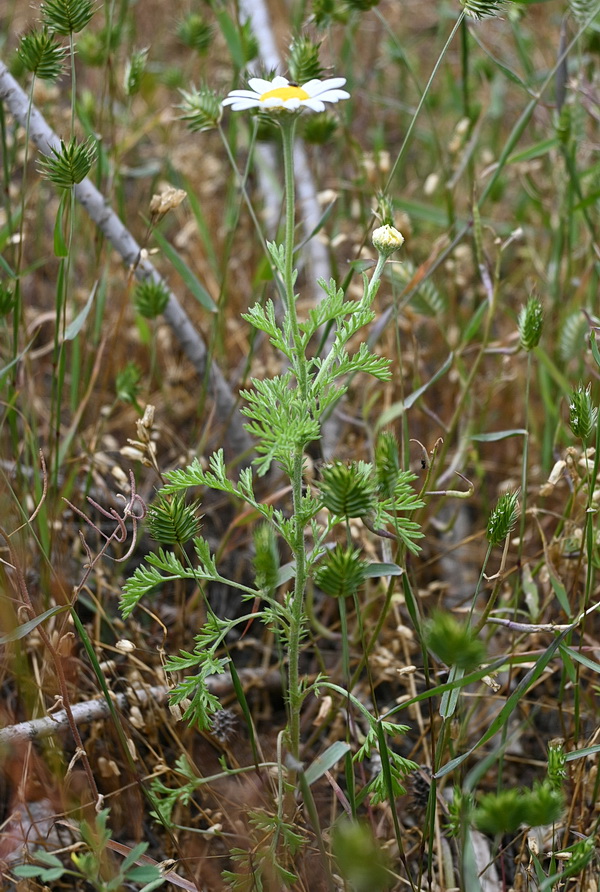Image of Anthemis ruthenica specimen.