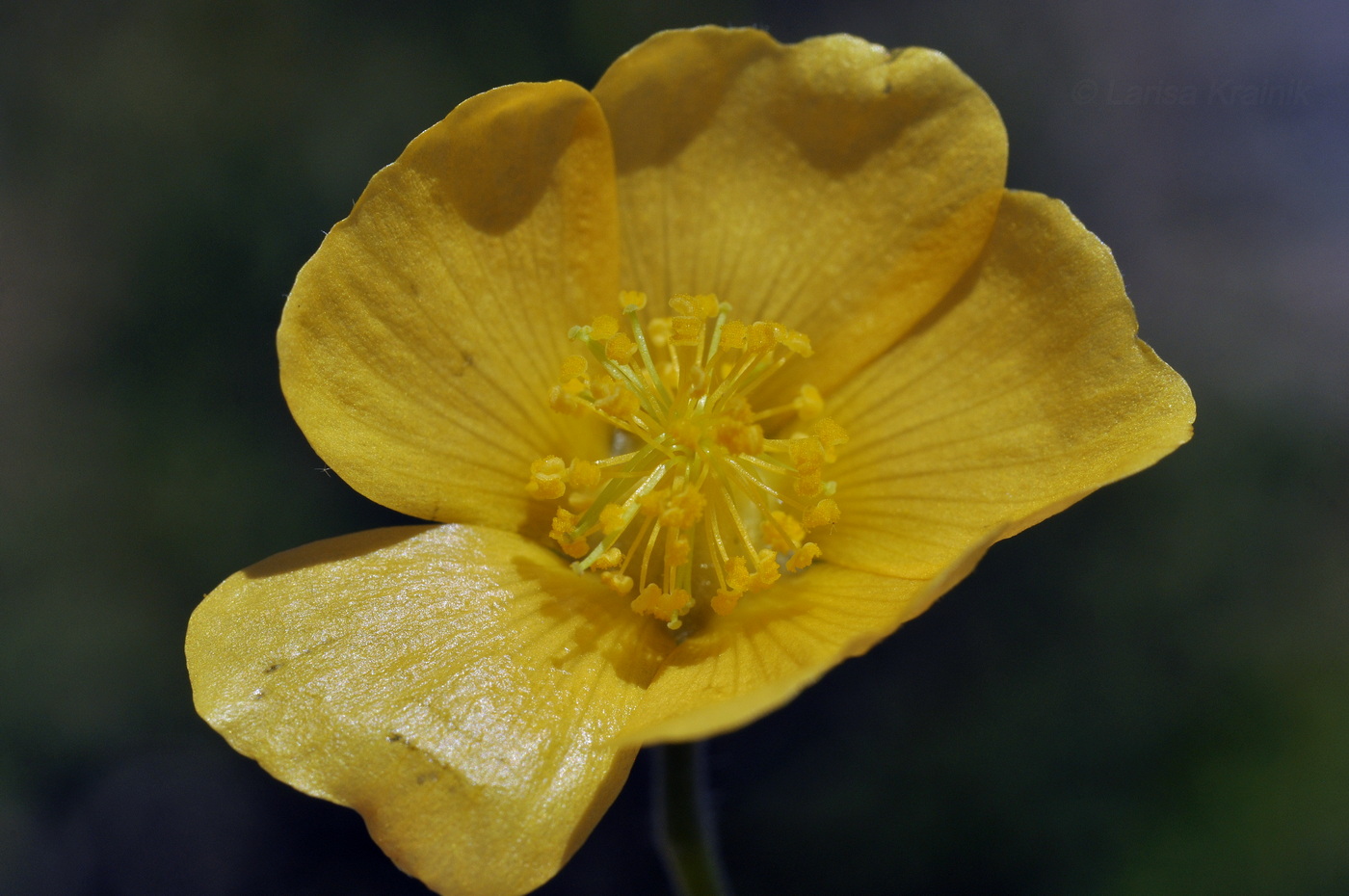 Изображение особи Abutilon indicum.