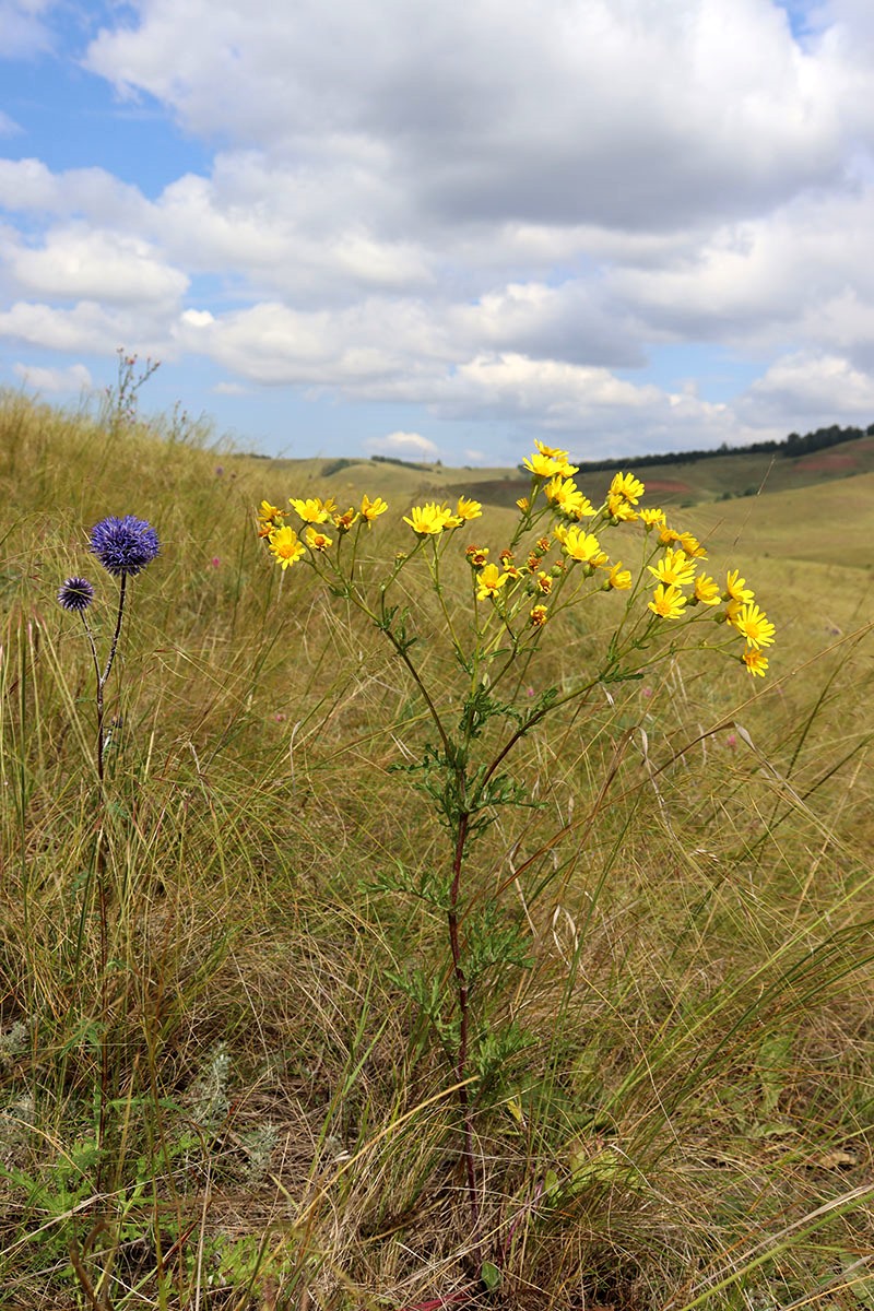 Изображение особи Senecio erucifolius.
