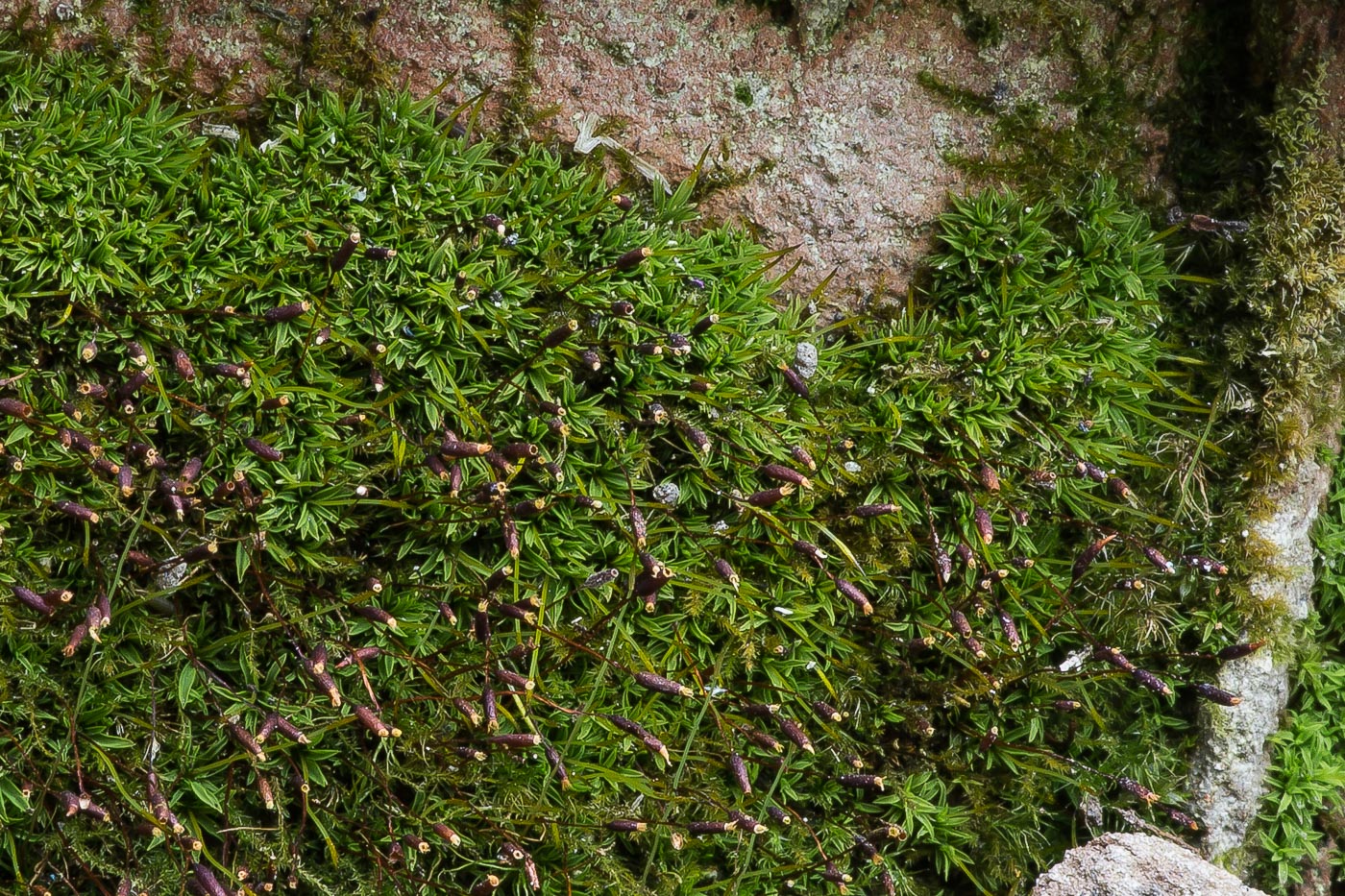 Изображение особи род Barbula.