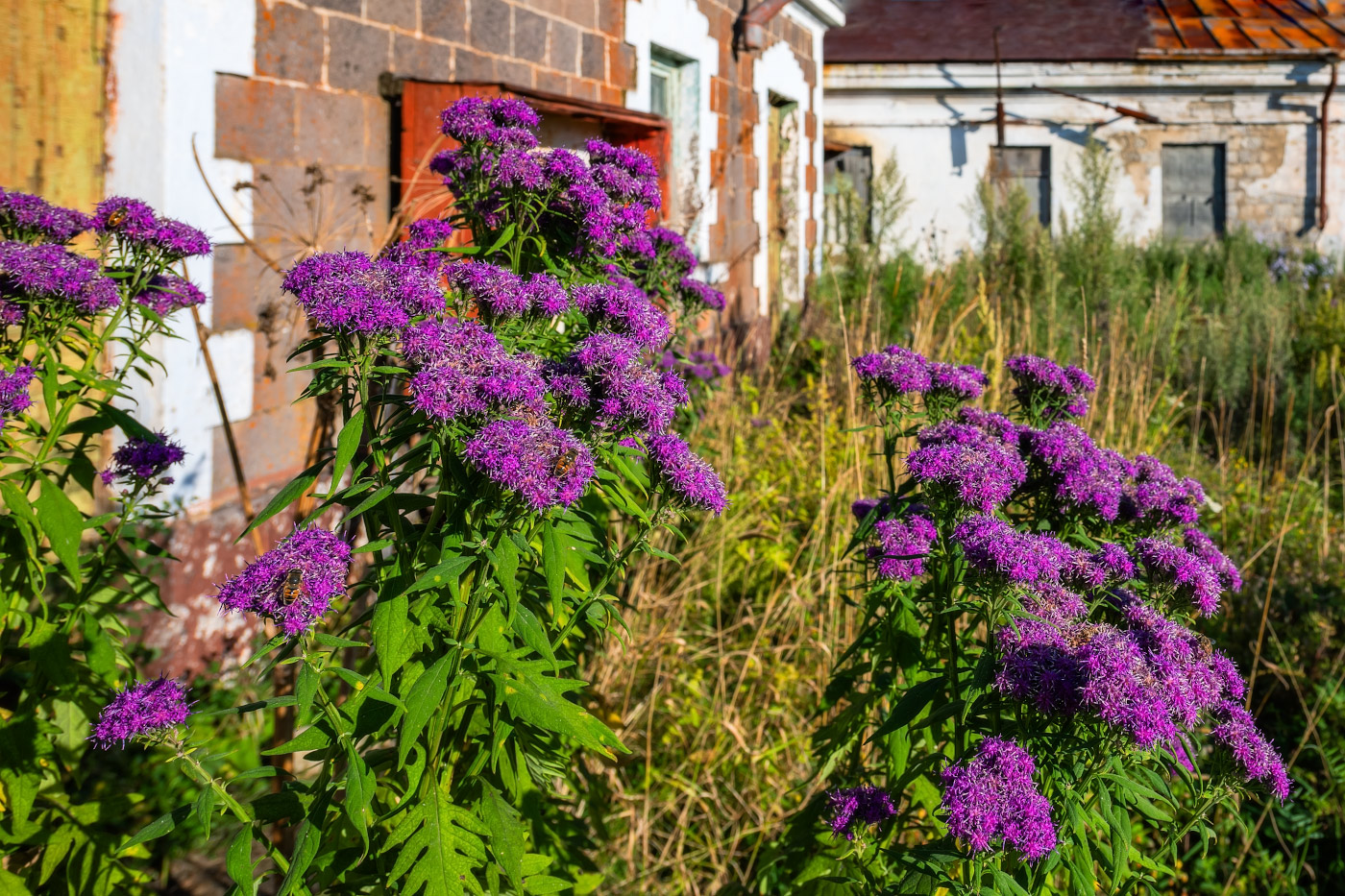 Image of Saussurea neopulchella specimen.