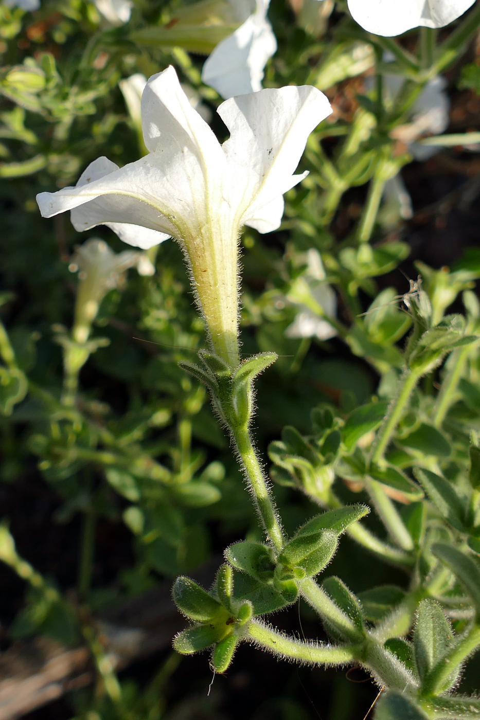 Image of Petunia × atkinsiana specimen.