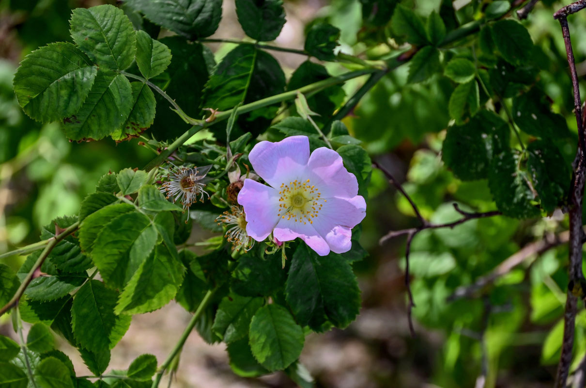 Изображение особи Rosa canina.