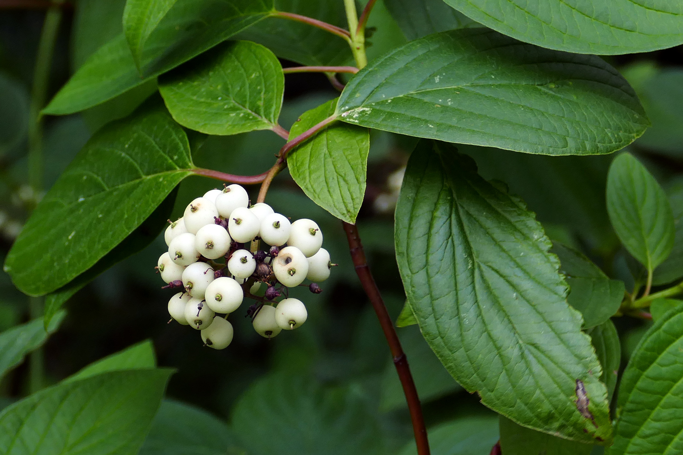 Image of Swida sericea specimen.