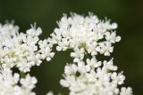 семейство Apiaceae