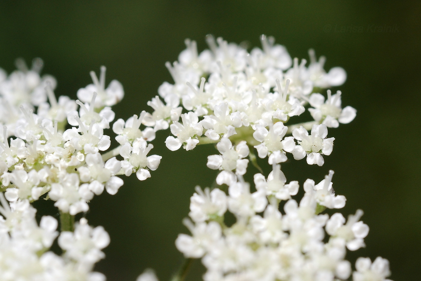 Изображение особи Seseli seseloides.