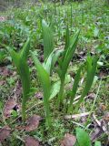 Cypripedium calceolus. Вегетирующие растения. На переднем плане - Poa remota. Костромская обл., заповедник \"Кологривский лес\", окраина минератрофного болота в пойме реки Вонюх. 17 мая 2010 г.