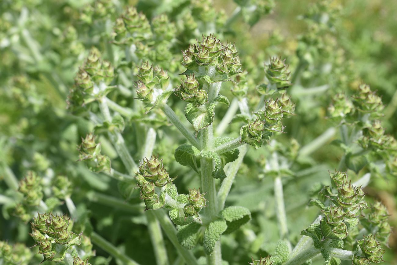 Изображение особи Salvia aethiopis.