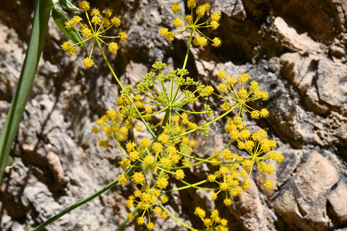 Image of Ferula samarkandica specimen.