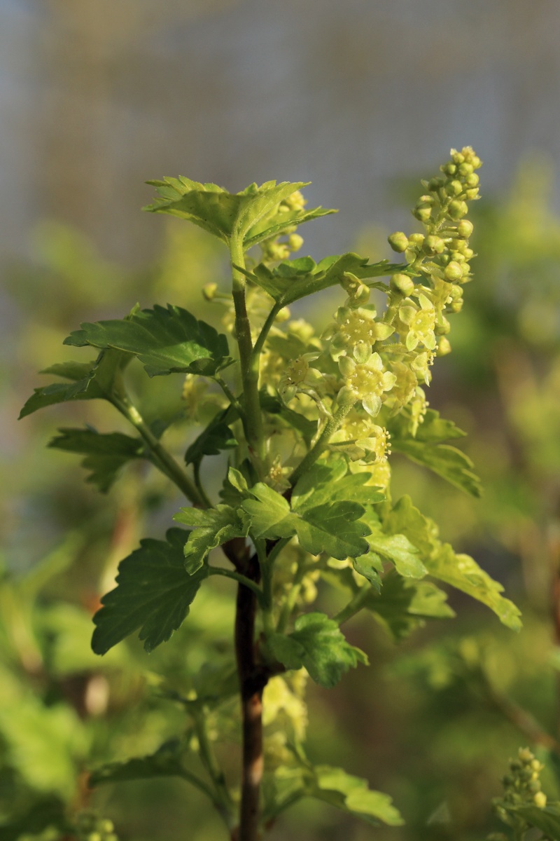 Image of Ribes alpinum specimen.