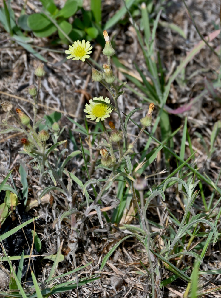 Image of Andryala integrifolia specimen.