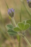genus Trigonella