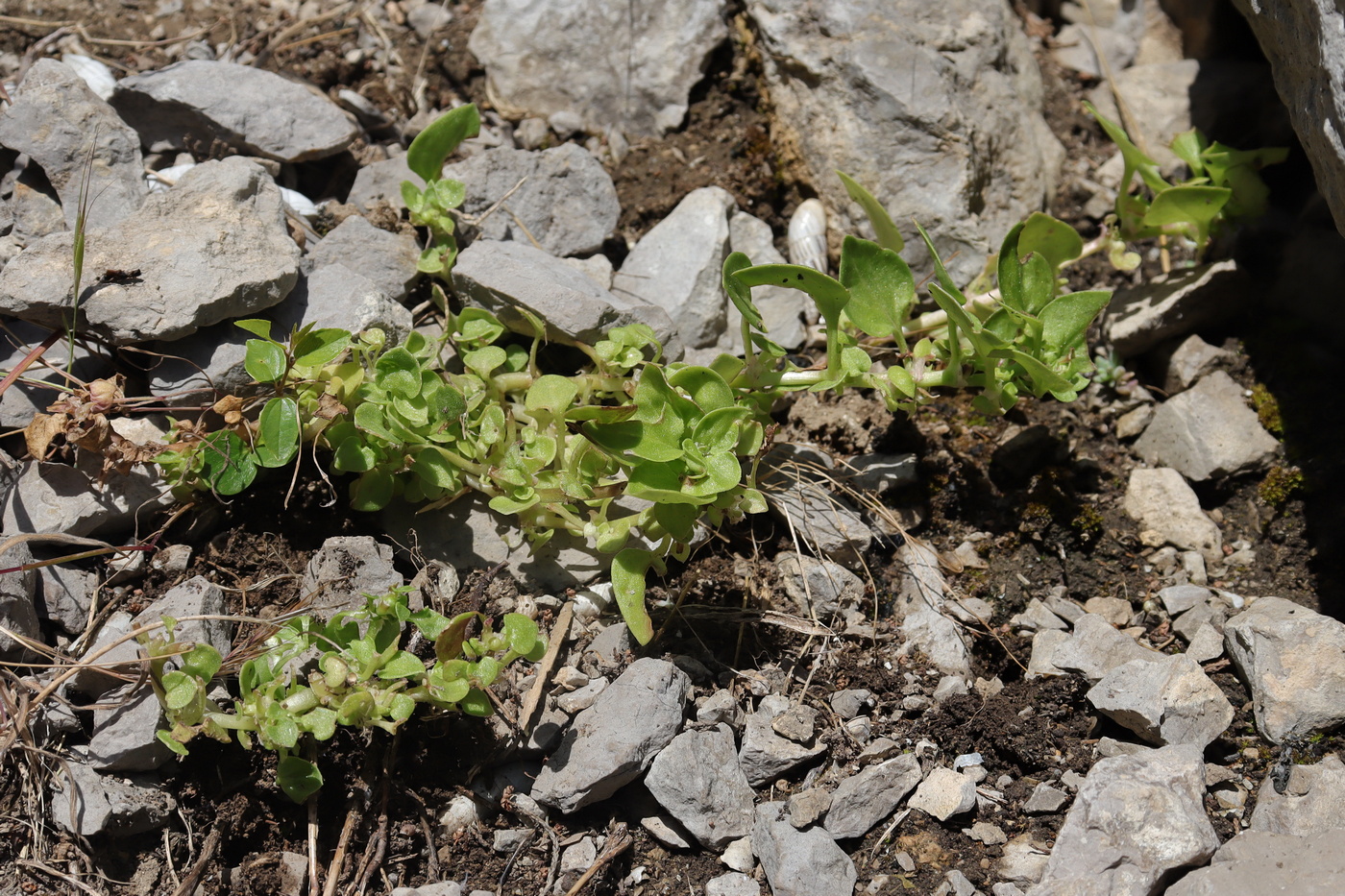 Image of Theligonum cynocrambe specimen.