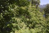 Castanea sativa. Часть кроны цветущего растения. Испания, Каталония, пров. Барселона, комарка Осона, муниципалитет Виланова-де-Сау, водохранилище Сау, залесённый склон сев. экспозиции, обочина дороги. 31.05.2026.
