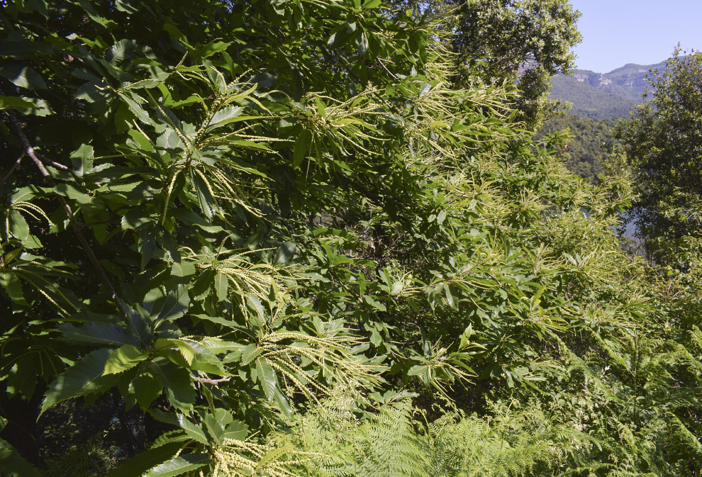 Image of Castanea sativa specimen.