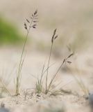 Festuca vorobievii. Цветущие растения. Приморский край, Лазовский р-н, Лазовский запов., берег бухты Просёлочная, песчаная морская терраса. 13.06.2026.