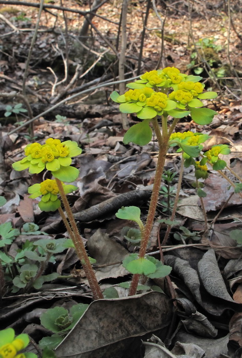 Image of Chrysosplenium pilosum specimen.