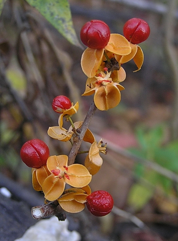 Image of Celastrus flagellaris specimen.