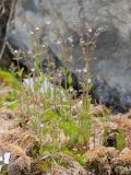 genus Veronica