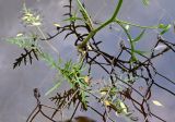 Rorippa amphibia. Надводные побег и листья. Псков, парк \"Куопио\", укреплённое сеткой мелководье р. Псковы. 09.06.2025.