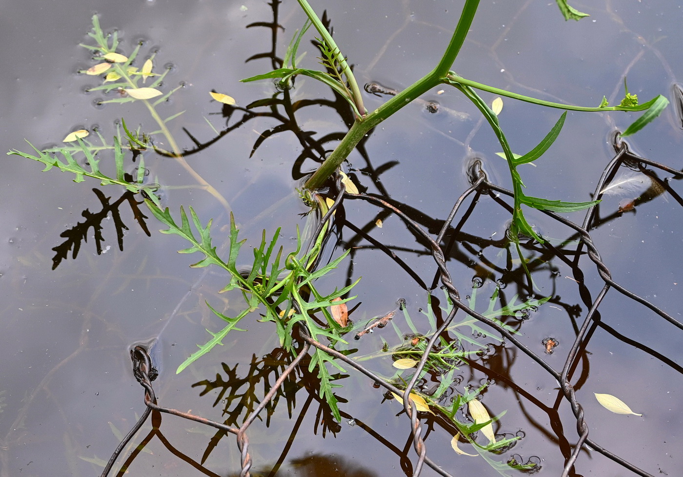 Image of Rorippa amphibia specimen.