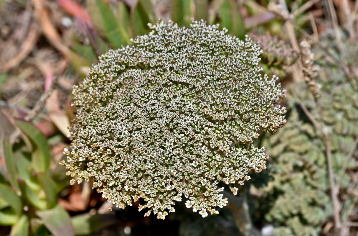 Изображение особи род Daucus.