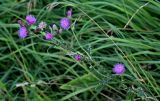 Смотреть изображение Carduus crispus