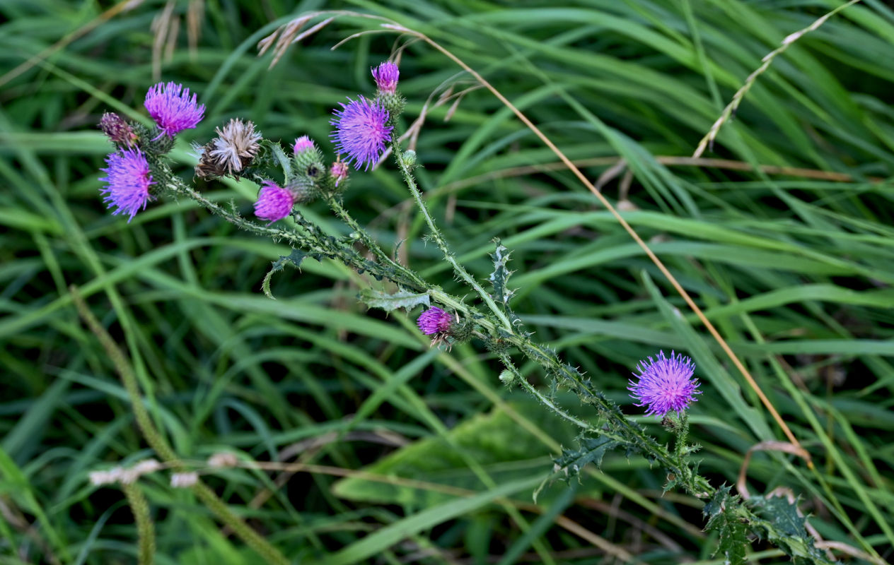 Изображение особи Carduus crispus.