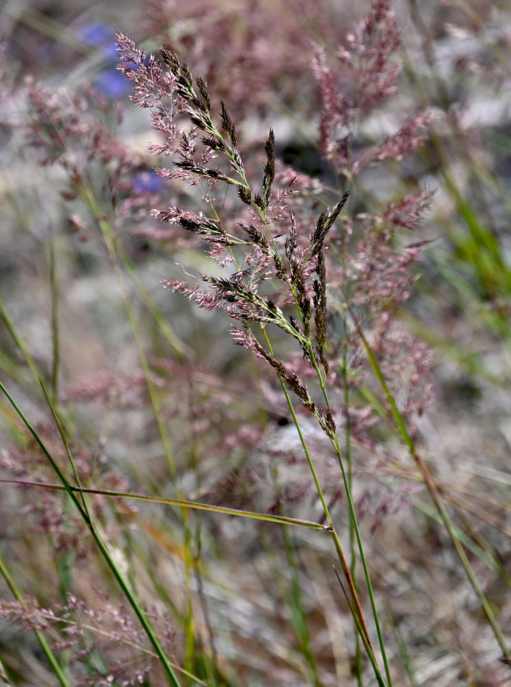 Image of genus Calamagrostis specimen.