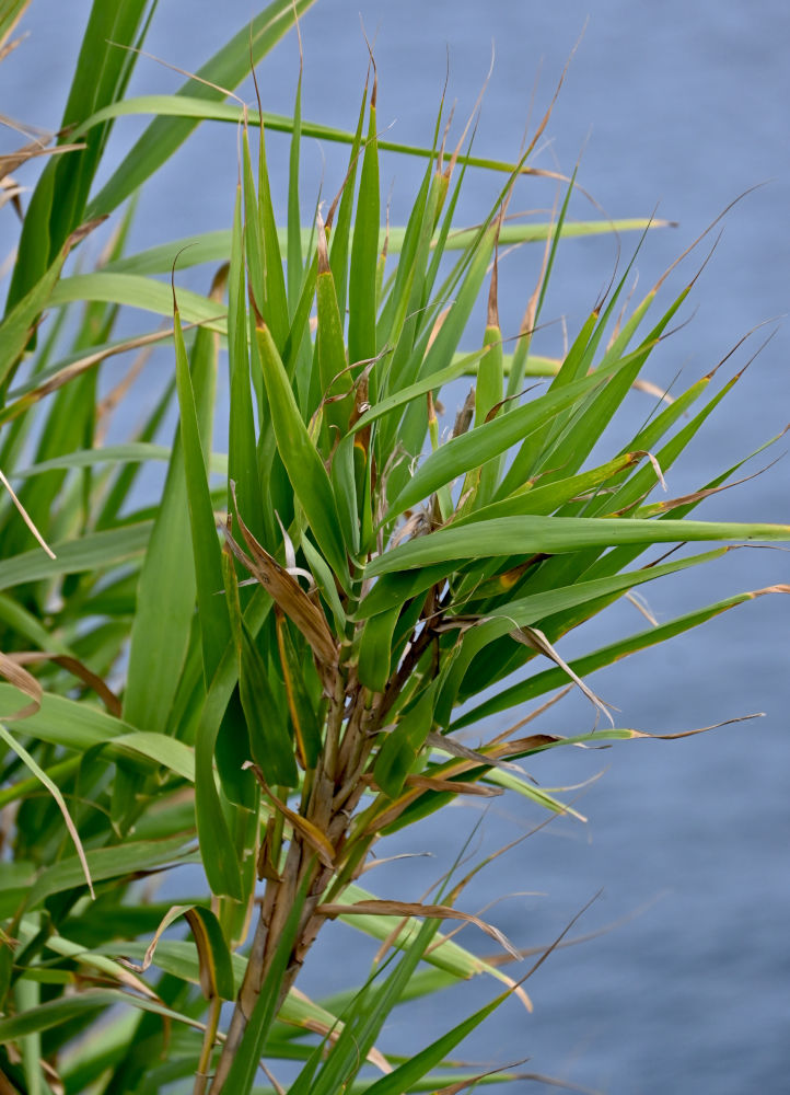 Изображение особи Arundo donax.