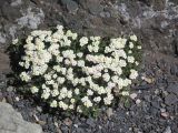 genus Androsace