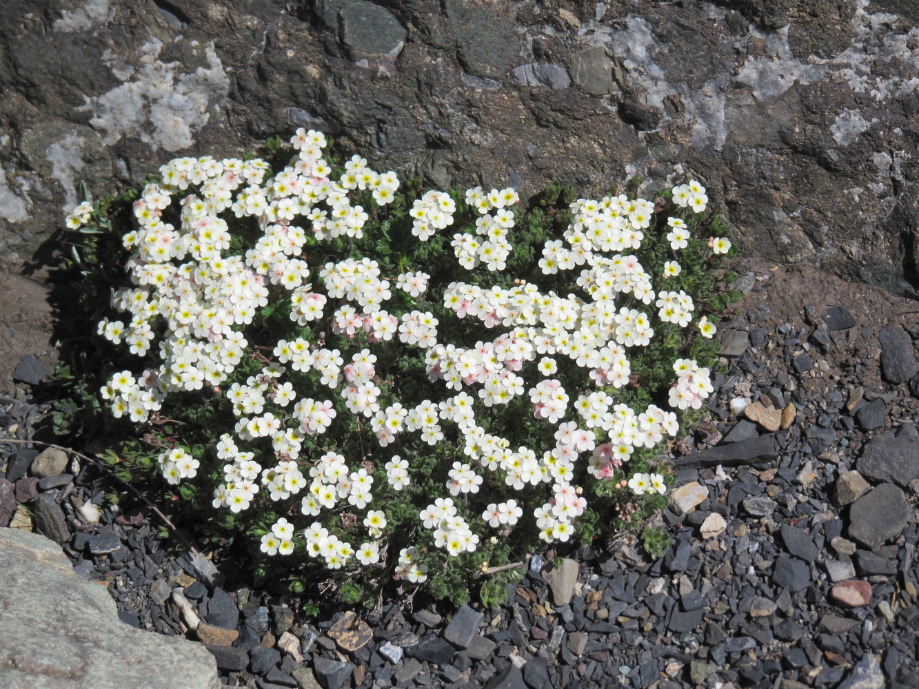 Image of genus Androsace specimen.