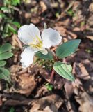 Trillium nivale. Цветущее растение. Московская обл., в культуре. 15.04.2026.