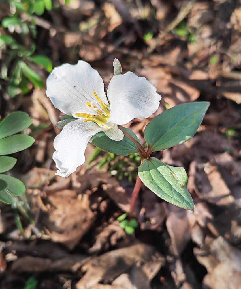Изображение особи Trillium nivale.