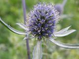 Eryngium planum. Соцветие. Окр. Томска, дачный участок. 2 августа 2010 г.