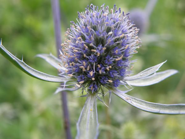 Изображение особи Eryngium planum.