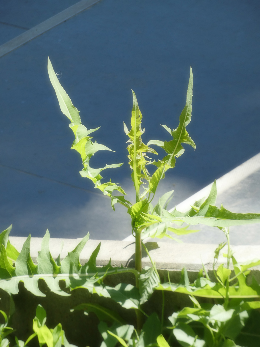 Image of Unknown species specimen.