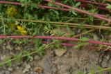 Hypericum scabrum. Часть ветви. Турция, ил Артвин, р-н Юсуфели, 450 м ниже дер. Гюльпынар, выс. 1520 м н.у.м., каменистый склон. 13 июня 2026 г.