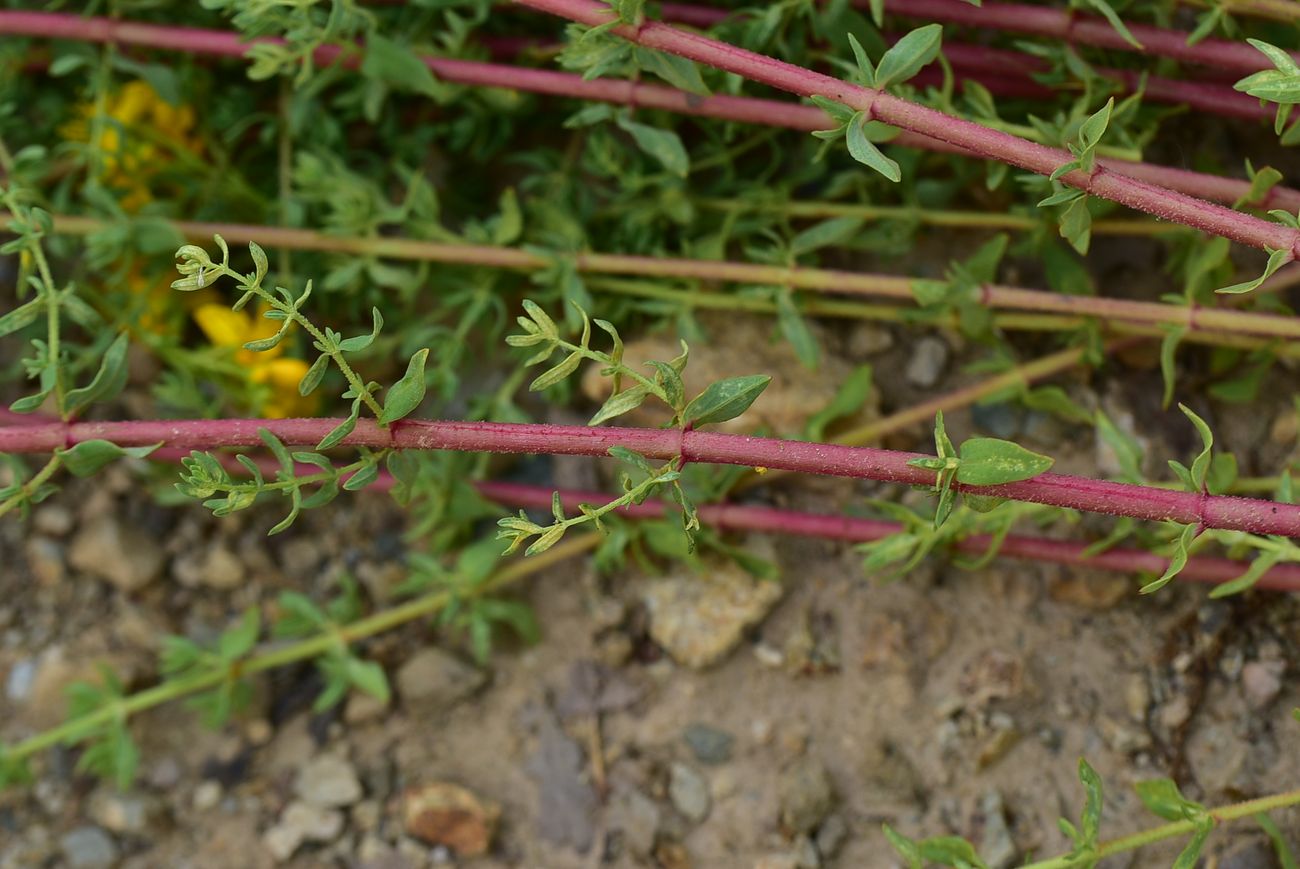 Image of Hypericum scabrum specimen.