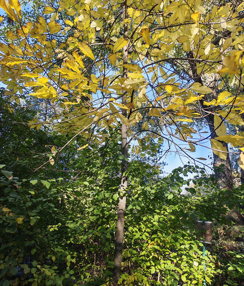 Image of Asimina triloba specimen.