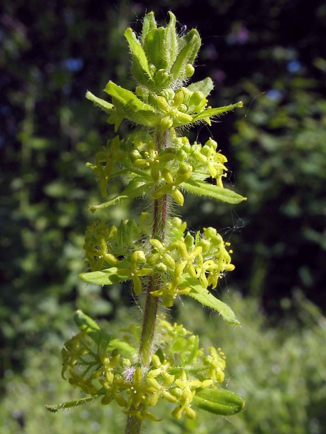 Image of Cruciata laevipes specimen.