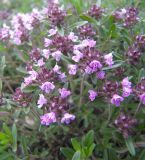 Thymus pastoralis