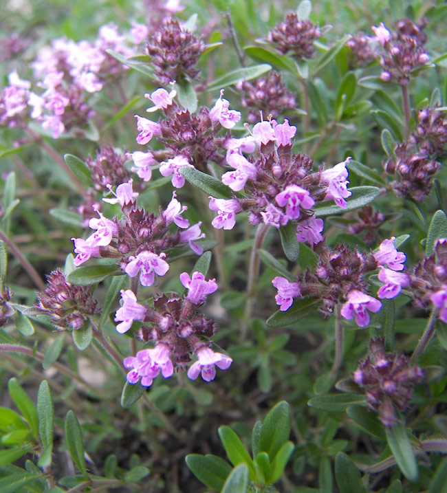 Изображение особи Thymus pastoralis.