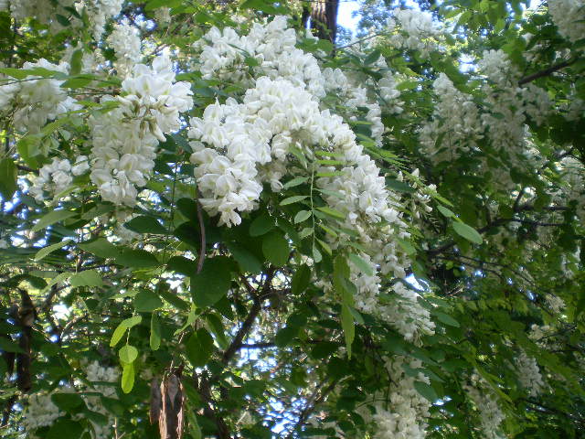 Изображение особи Robinia pseudoacacia.