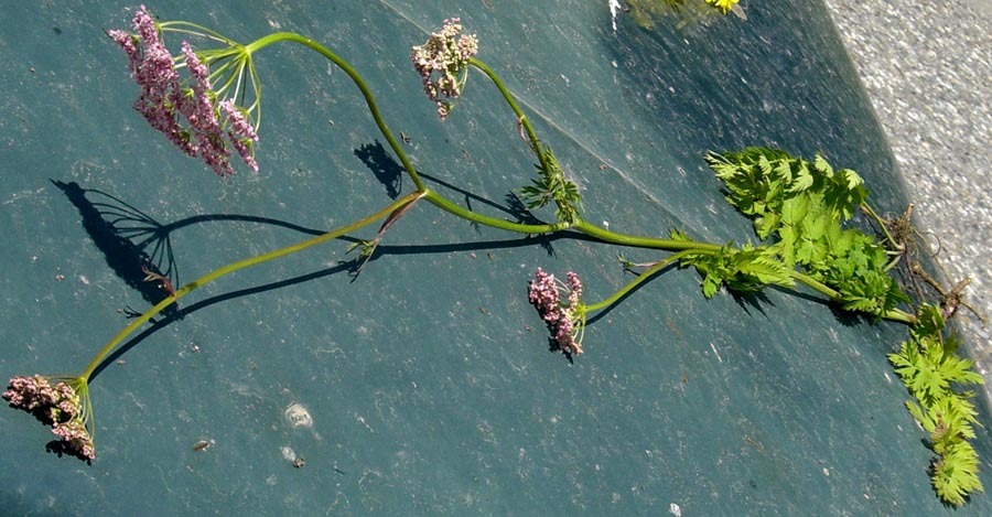 Изображение особи Pimpinella rhodantha.