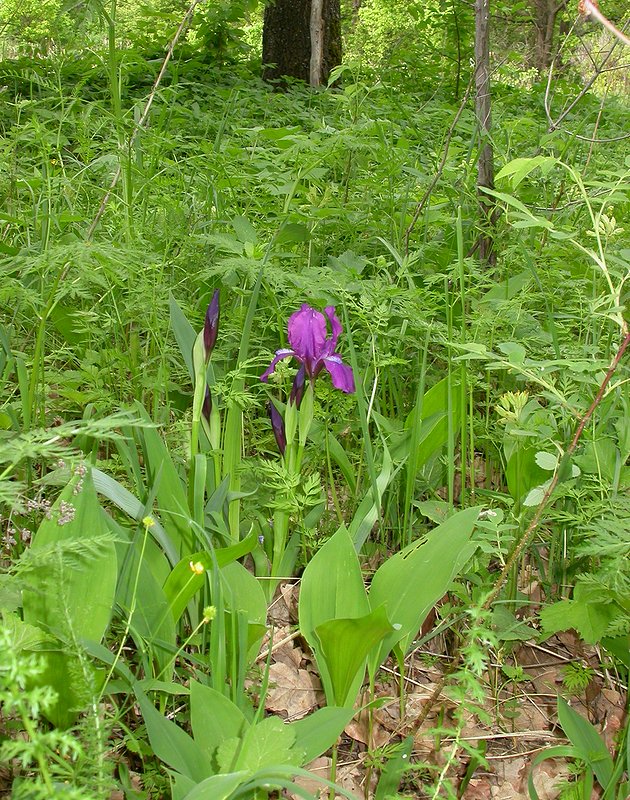 Image of Iris aphylla specimen.