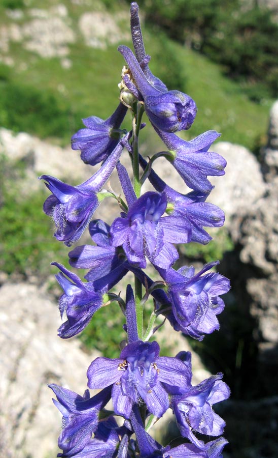 Image of Delphinium fissum specimen.